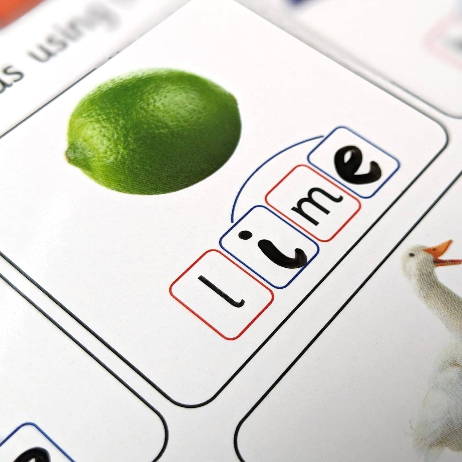 Flashcard with a lime and letters to spell 'lime'